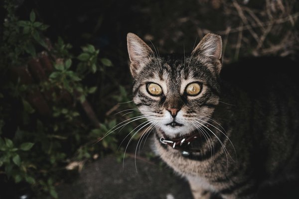 Welche Vorteile bietet die Verwendung von Bio-Lebensmitteln beim Kochen?
